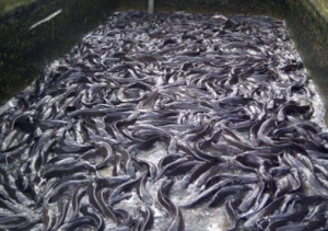 how to start fish farming business in Nigeria